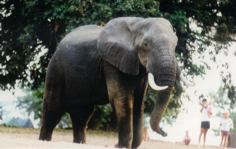 Elephant