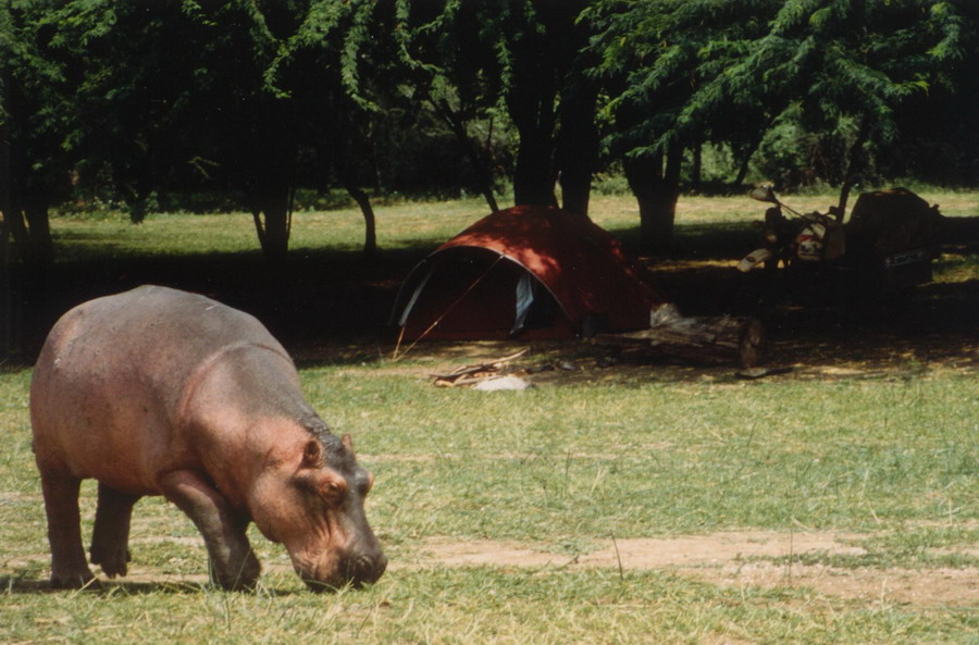 Grazing Hippo