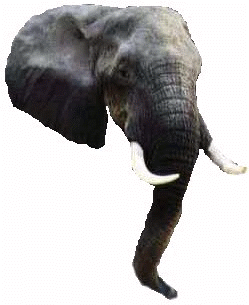 Elephant Trunk